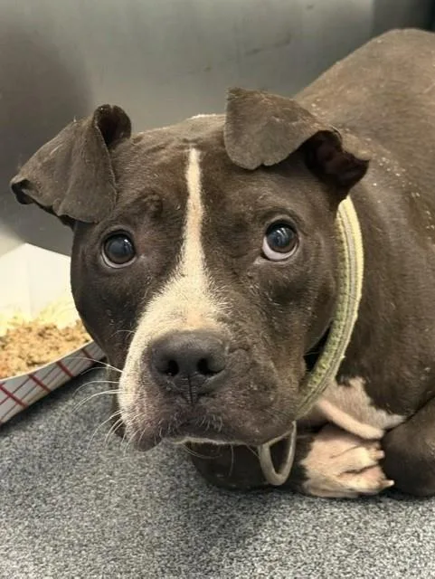 An adult large-sized male Mixed Breed dog named Major Pain for adoption in Dallas, TX
