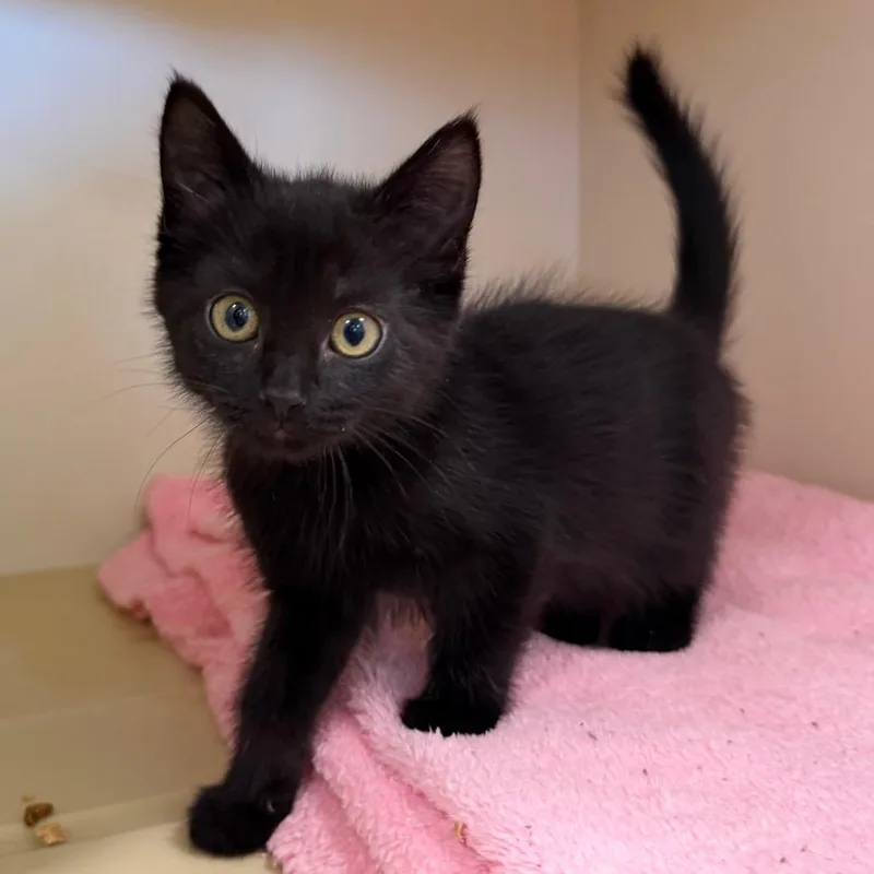A baby small-sized female Black Domestic Medium Hair cat named Rose for adoption in Cody, WY