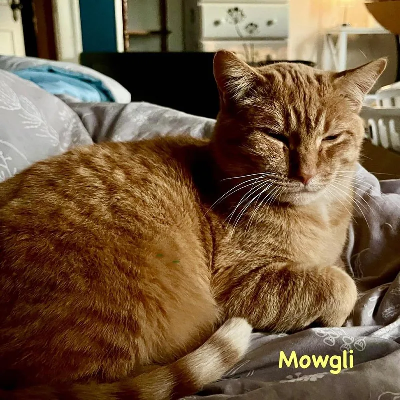 Mowgli thumbnail 3