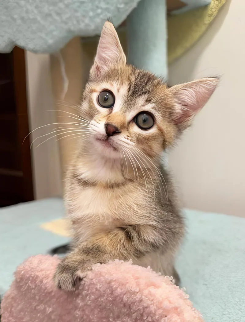 Tibby