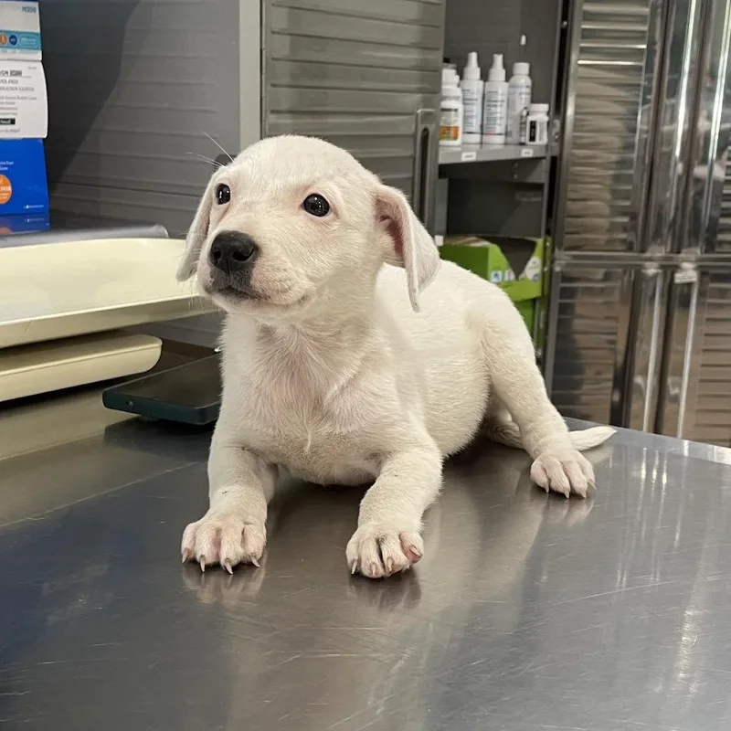 A baby medium-sized female White / Cream Pit Bull Terrier dog named Coconut for adoption in Livingston, TX