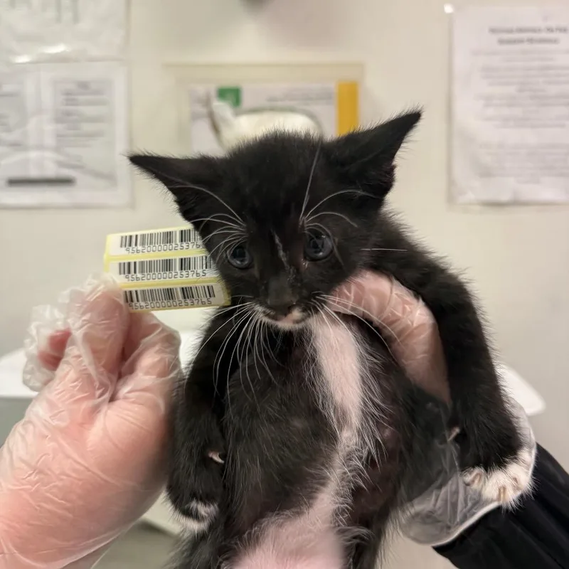 A baby small-sized male Black Domestic Medium Hair cat named Spoons for adoption in Charleston, WV
