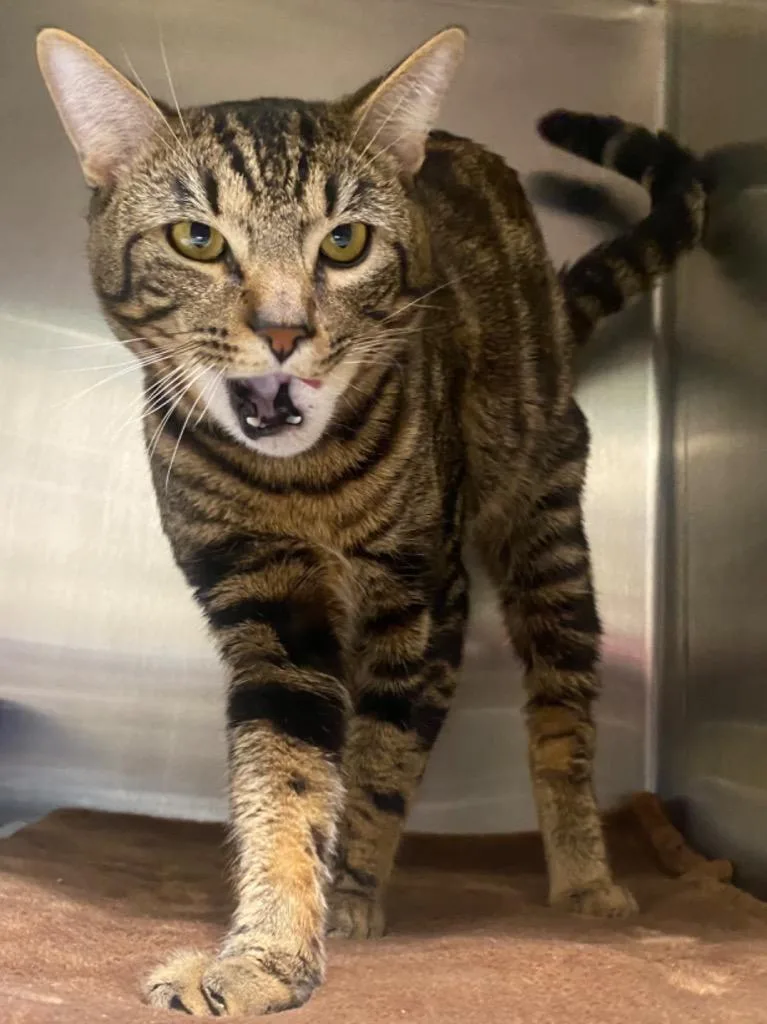 A young medium-sized male Domestic Short Hair cat named Rupert for adoption in Fall River, MA