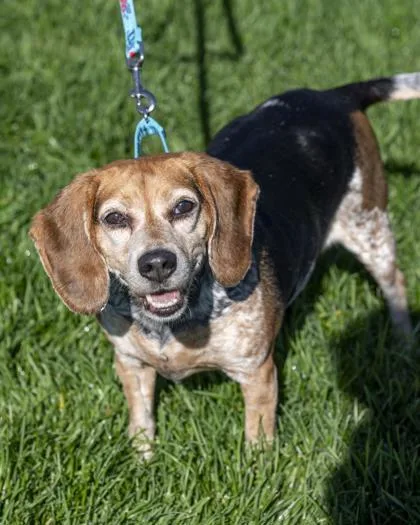 A senior small-sized female Beagle dog named Dixie for adoption in Pequot Lakes, MN