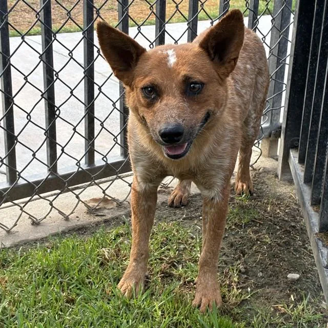 A young medium-sized female Australian Cattle Dog / Blue Heeler dog named Renee for adoption in Riverside, CA