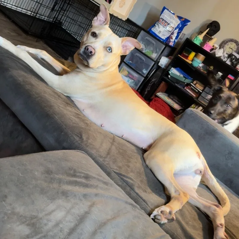 An adult medium-sized female Husky dog named Asoka for adoption in Maryville, TN