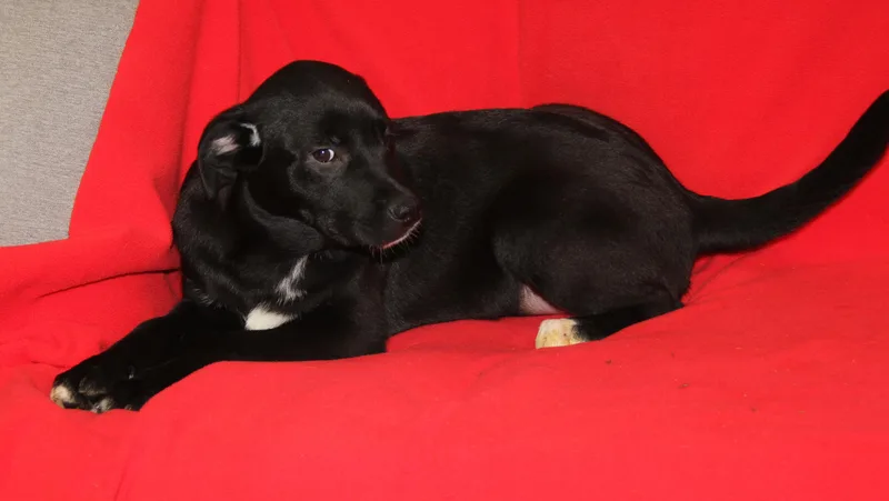 Maine Coon thumbnail 2