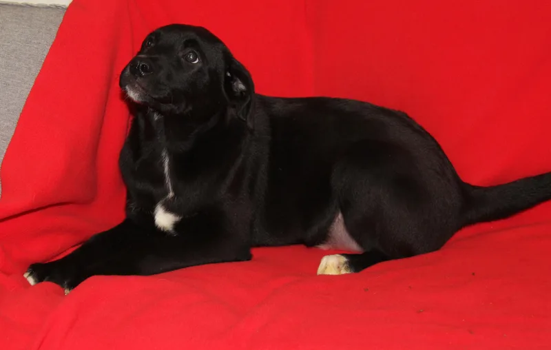 Maine Coon thumbnail 3