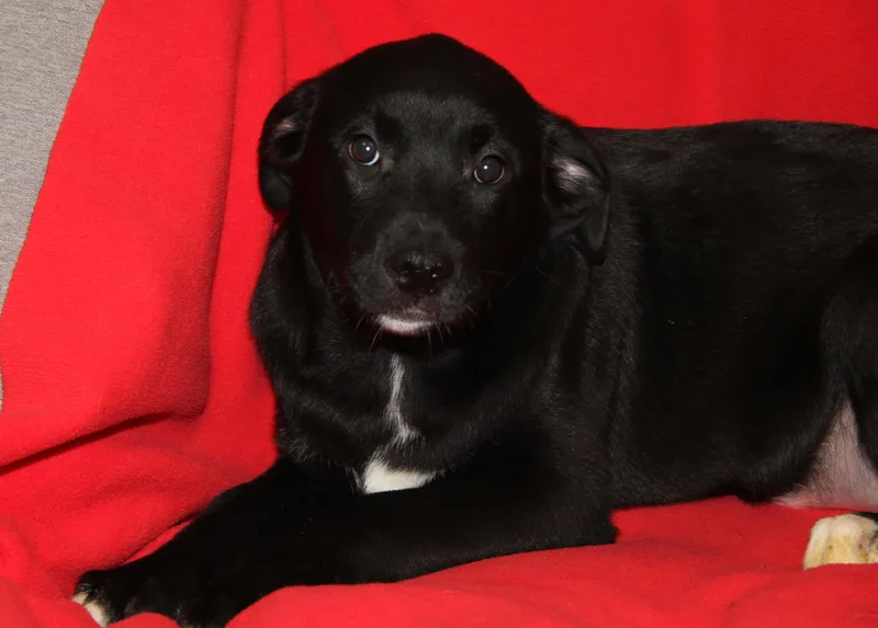 Maine Coon thumbnail 4