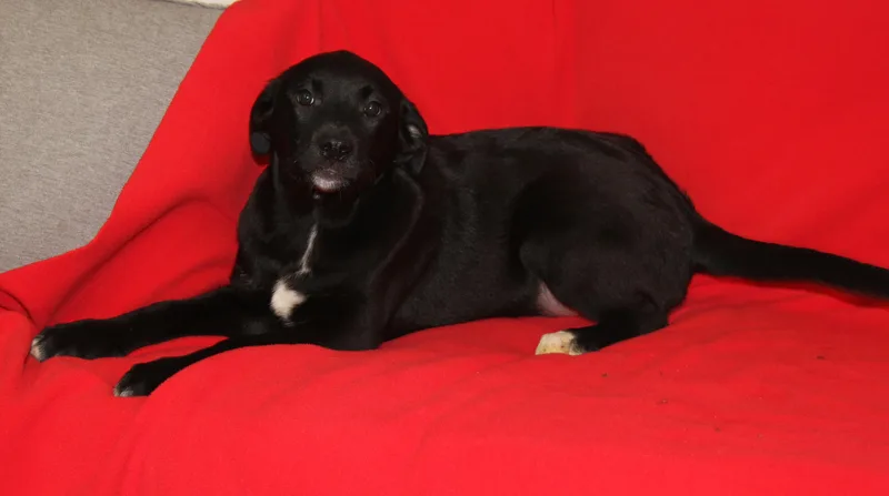 Maine Coon thumbnail 6