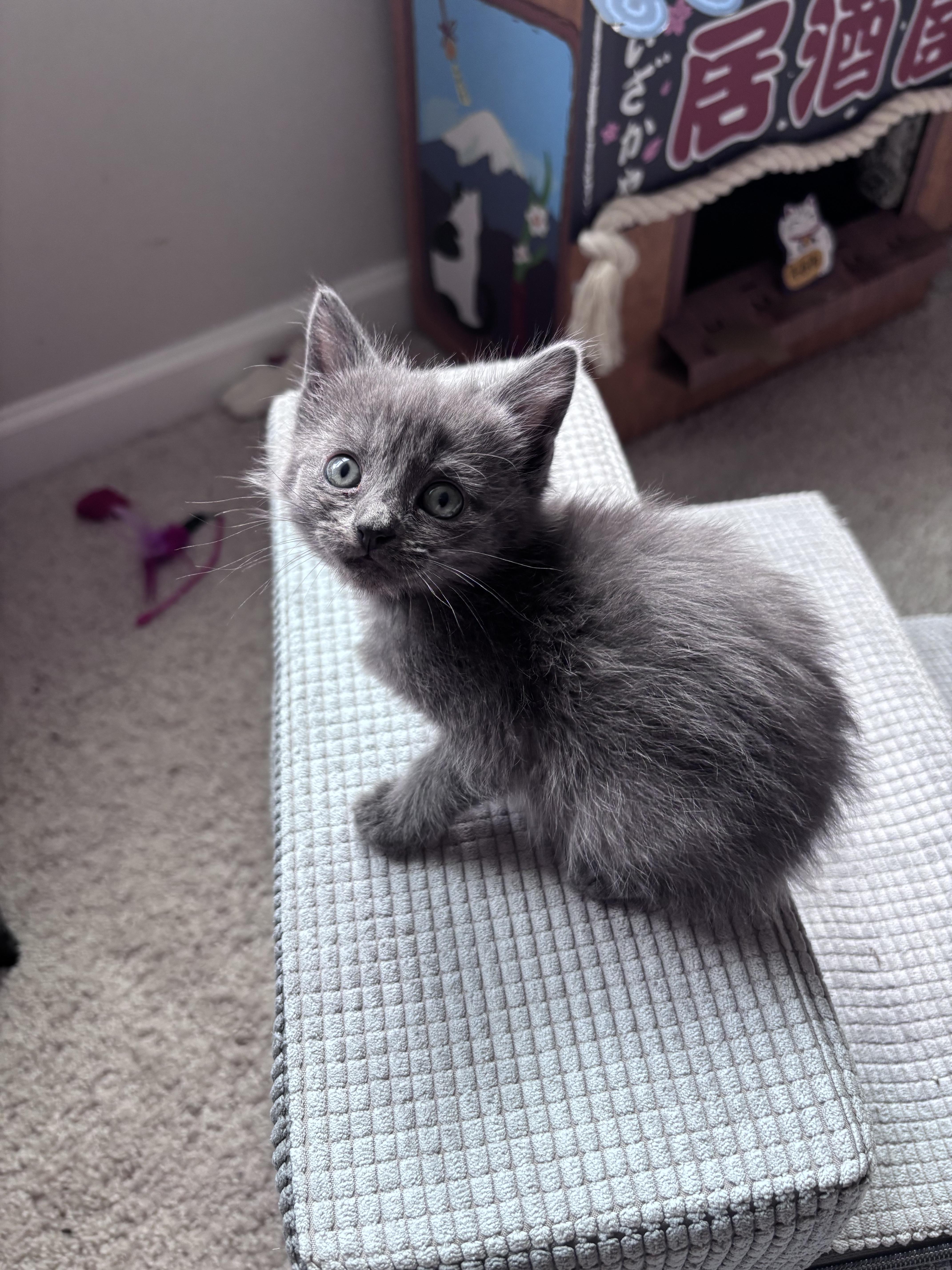 A baby medium-sized male Gray / Blue / Silver Domestic Short Hair cat named Han Solo for adoption in Columbia, SC