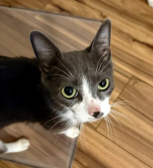 A young small-sized female Domestic Short Hair cat named Momsie for adoption in Sacramento, CA