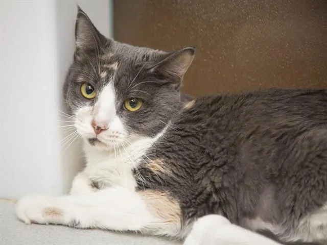 An adult medium-sized female Domestic Medium Hair cat named Jiji for adoption in Phoenix, AZ