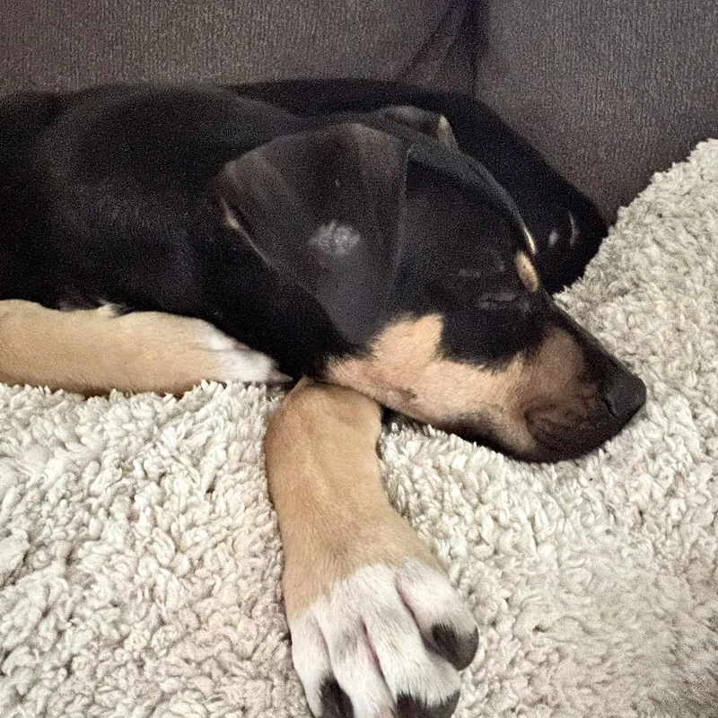 A baby medium-sized male American Staffordshire Terrier dog named Apollo for adoption in Liverpool, TX