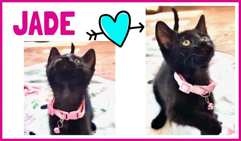A baby medium-sized female Black Domestic Short Hair cat named Jade for adoption in Valley City, ND