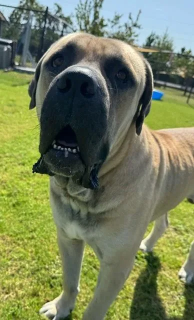An adult extra large-sized male Mastiff dog named Thor for adoption in Lynn Haven, FL