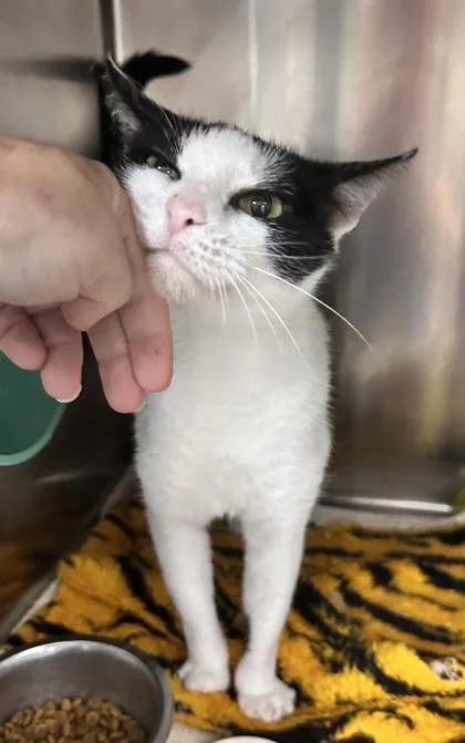 An adult medium-sized female Black & White / Tuxedo Domestic Short Hair cat named Mama for adoption in Athens, GA