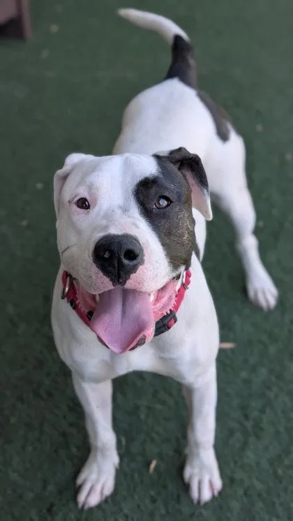 A baby large-sized female White / Cream Pit Bull Terrier dog named Mango for adoption in Sacramento, CA