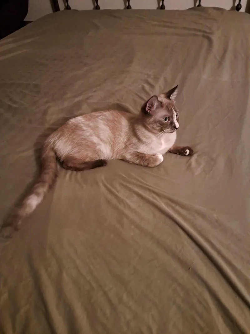 Mikki