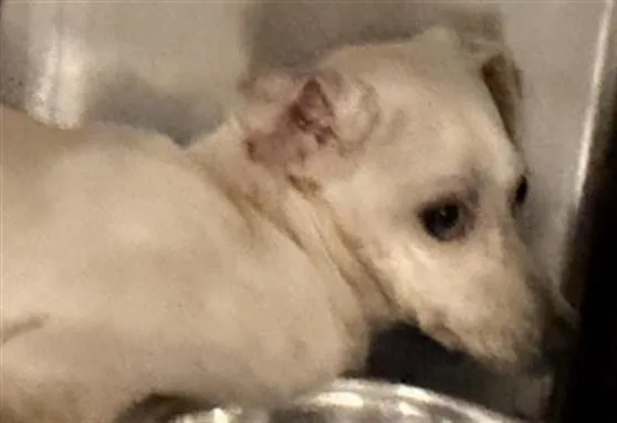 A young small-sized male Labrador Retriever dog named Heartbreaker for adoption in Los Angeles, CA