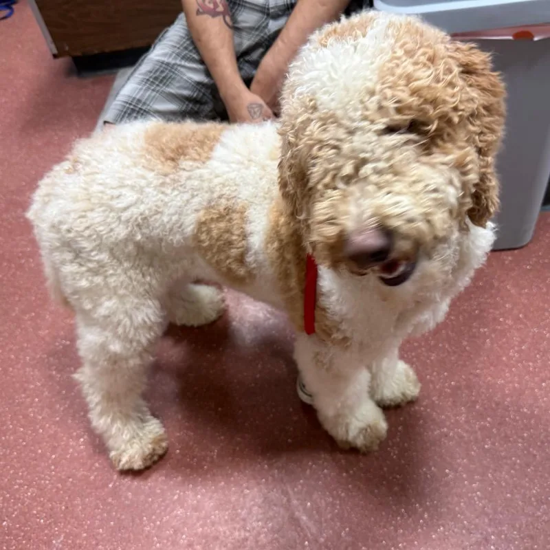 An adult medium-sized male White / Cream Poodle dog named Cider for adoption in Chico, CA