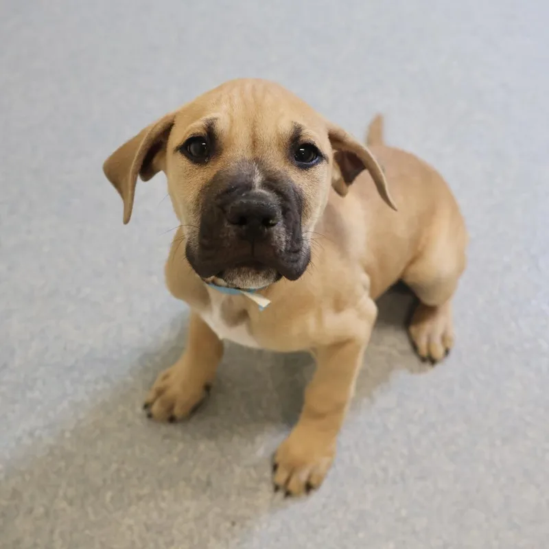 A baby small-sized male Yellow / Tan / Blond / Fawn Hound dog named Tanner for adoption in Briarcliff Manor, NY