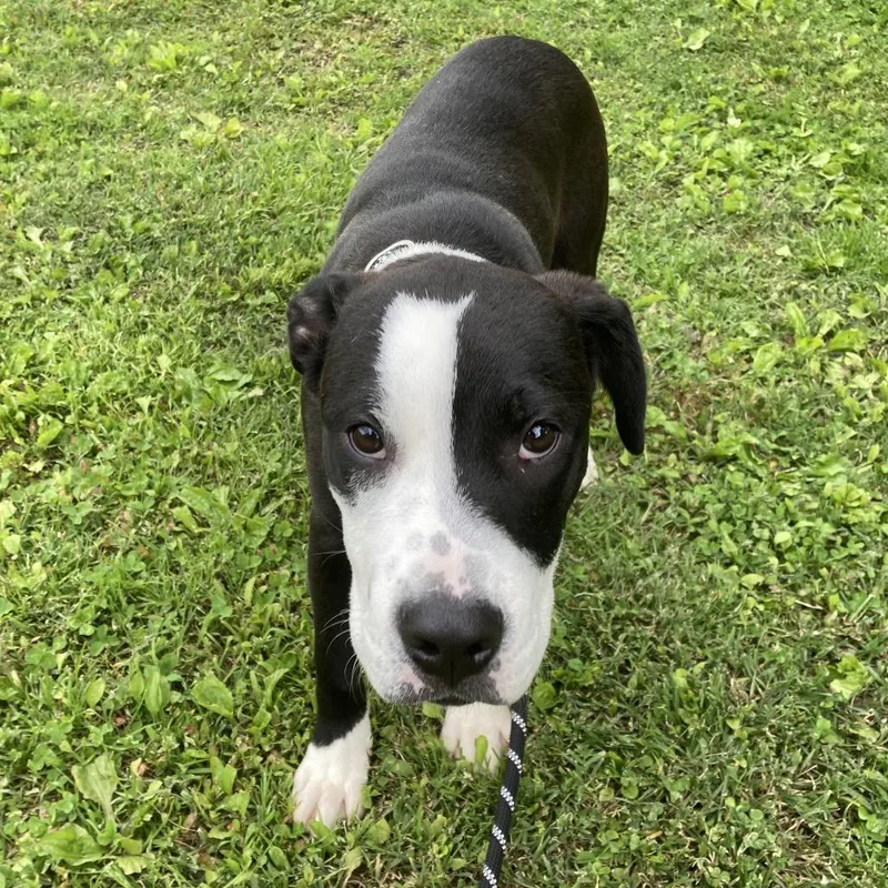 A young medium-sized female Black Mixed Breed dog named Velma for adoption in Saint Charles, MO