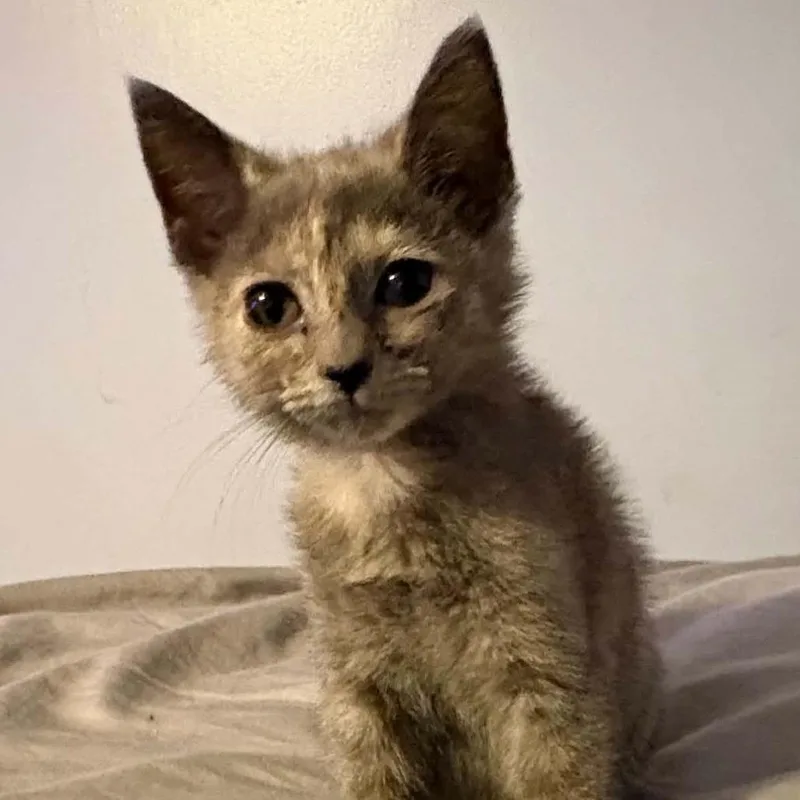 A baby small-sized female Tortoiseshell Domestic Short Hair cat named Golddust C for adoption in Lebanon, TN
