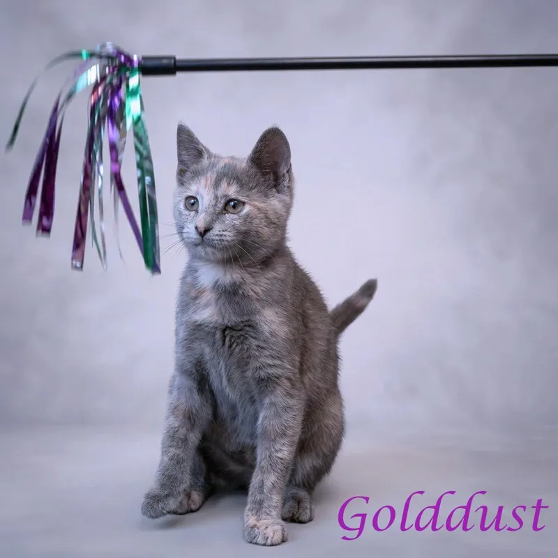 Golddust C thumbnail 2