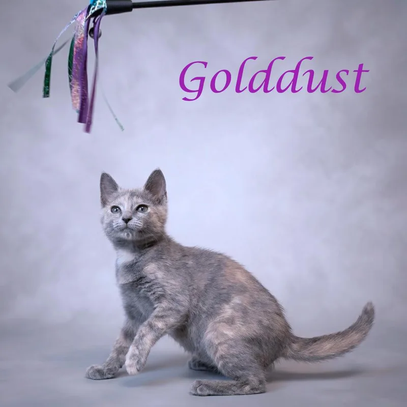 Golddust C thumbnail 5