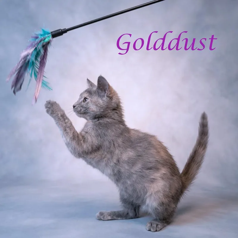 Golddust C thumbnail 6
