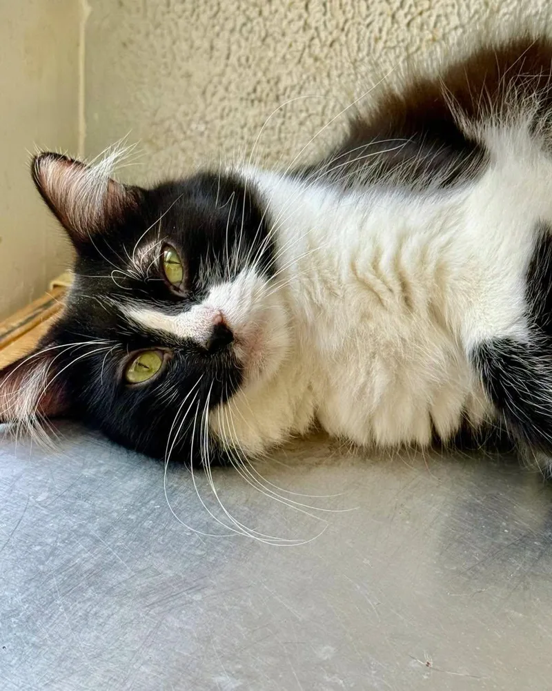 A young medium-sized female Black & White / Tuxedo Domestic Short Hair cat named Isadora for adoption in Shreveport, LA