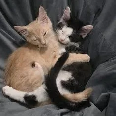 A baby small-sized male Buff / Tan / Fawn Domestic Short Hair cat named Gong for adoption in Chattanooga, TN
