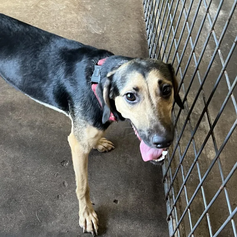 An adult medium-sized male Brown / Chocolate Mixed Breed dog named Butter for adoption in Sarasota, FL