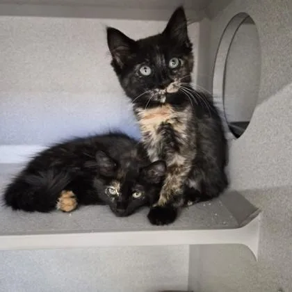 A baby small-sized female Domestic Short Hair cat named Citrine for adoption in Sacramento, CA