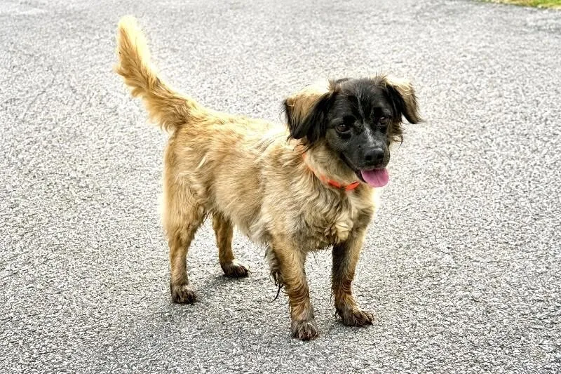 An adult medium-sized male Brown / Chocolate Mixed Breed dog named Wally for adoption in Maryville, TN