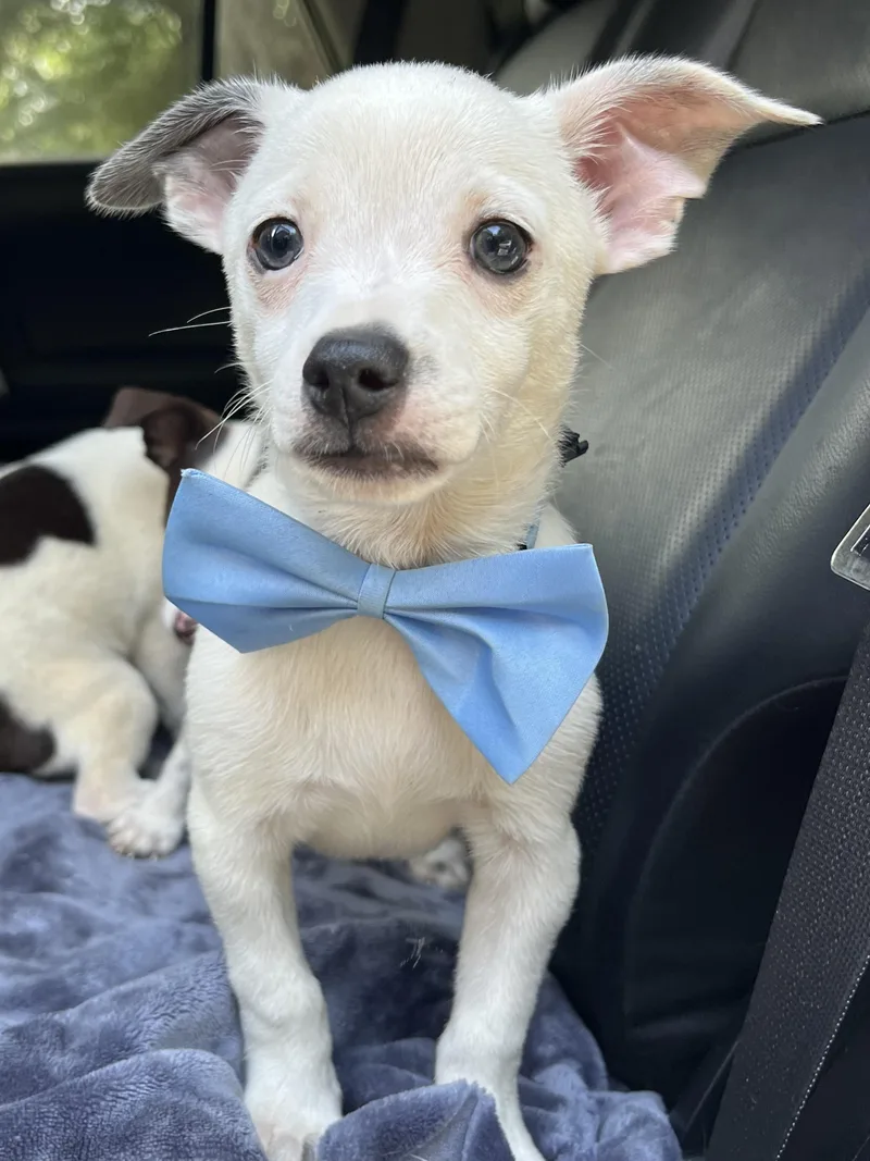 A baby small-sized male Chihuahua dog named Nacho for adoption in Gilbert, SC