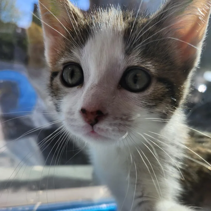 A baby small-sized female Torbie Domestic Short Hair cat named Jeremy Hansen for adoption in Chicago, IL