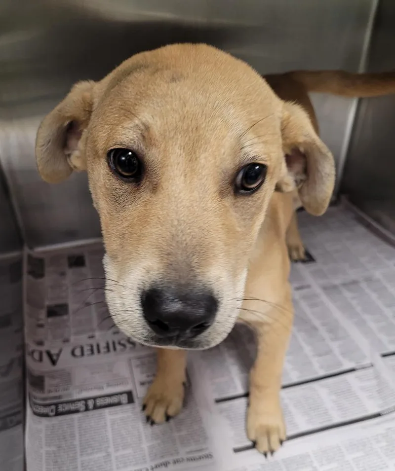 Waggersgino thumbnail 2