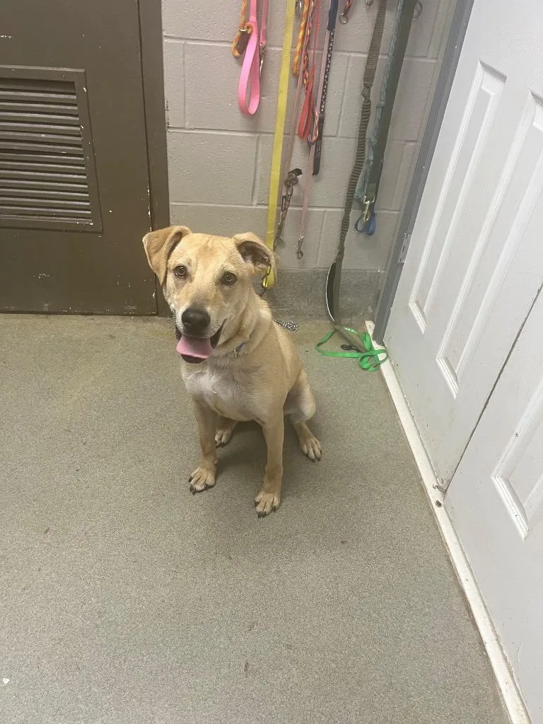 Waggersgino thumbnail 3