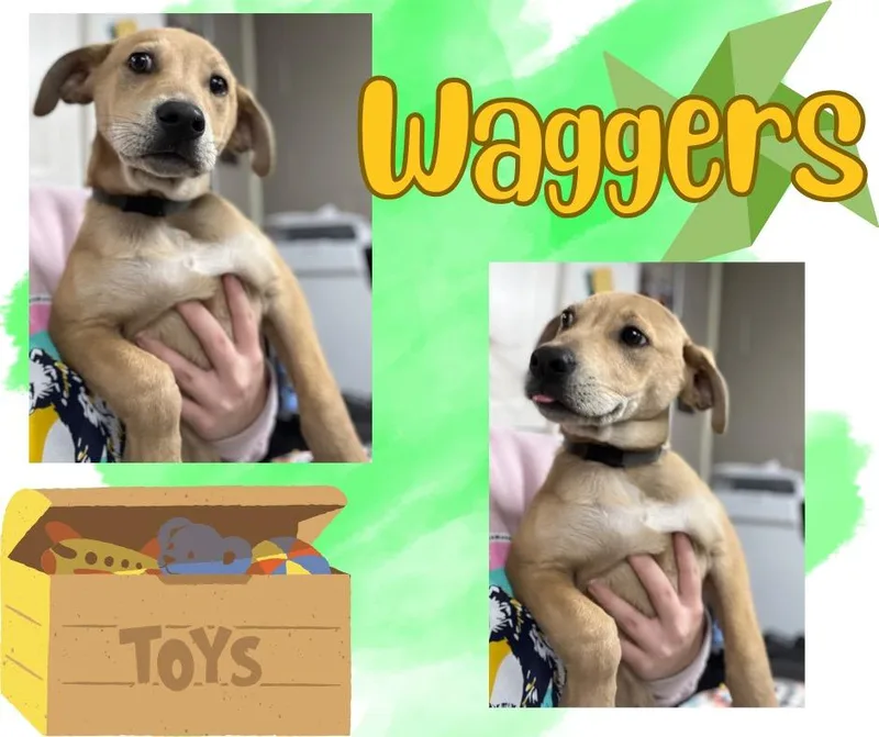 Waggersgino thumbnail 4