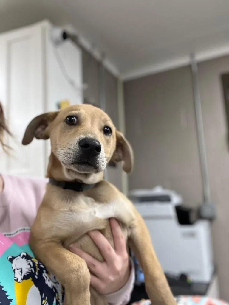 Waggersgino thumbnail 5