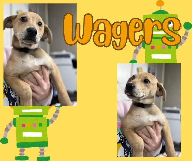 Waggersgino thumbnail 6