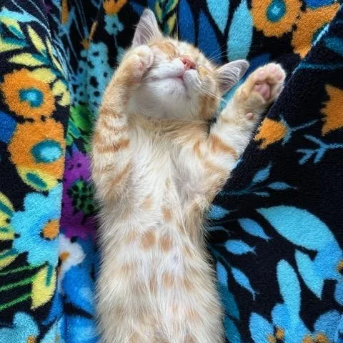 A baby medium-sized male Tabby (Orange / Red) Domestic Short Hair cat named Oliver for adoption in East Brunswick, NJ