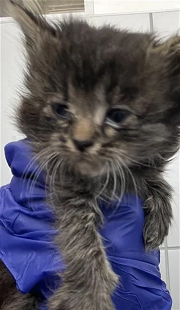 A baby medium-sized female Domestic Short Hair cat named Rose for adoption in Dallas, TX