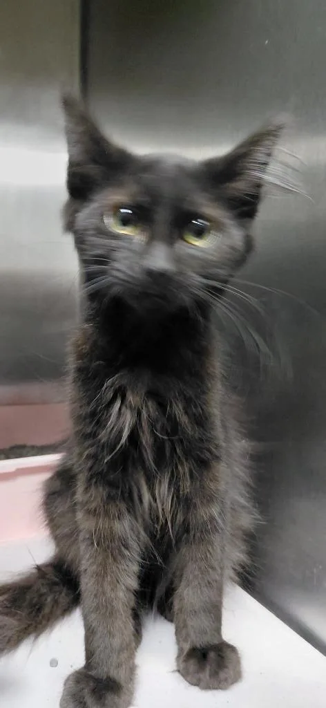 A baby small-sized male Domestic Medium Hair cat named Shadow for adoption in Henderson, NC