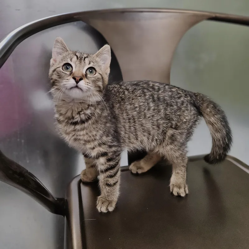 A baby small-sized female Tabby (Gray / Blue / Silver) Domestic Short Hair cat named Charlotte for adoption in Endicott, NY