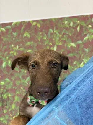 An adult small-sized male Shepherd dog named Tanner for adoption in San Antonio, TX