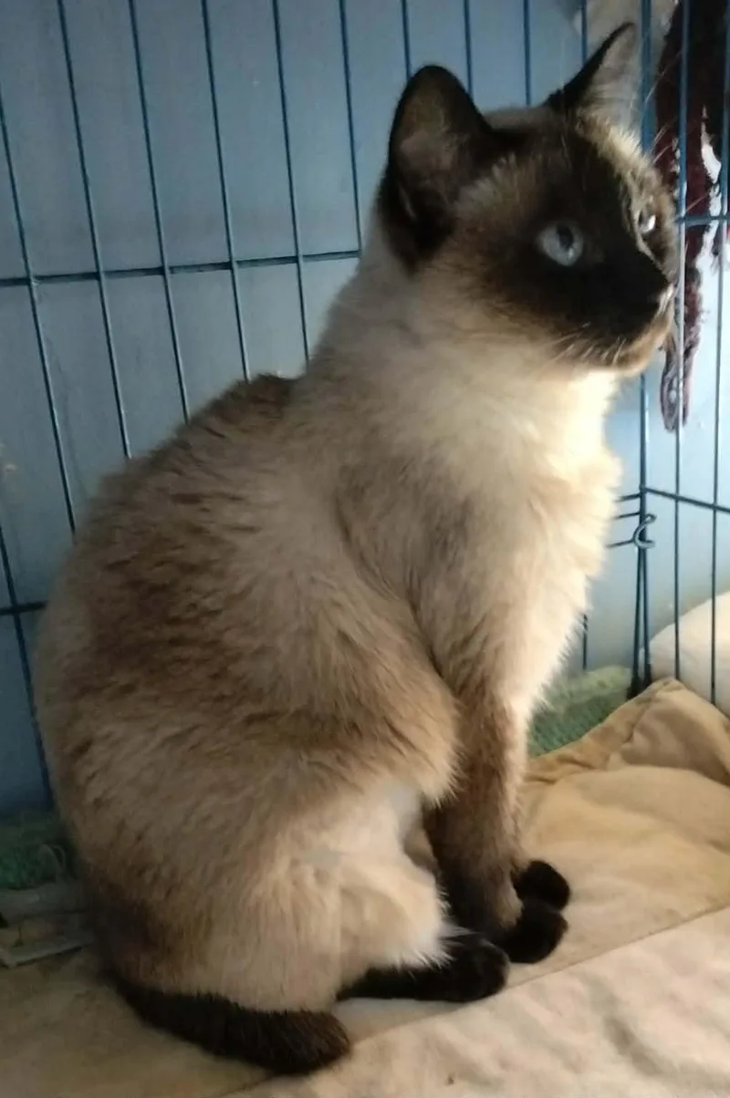 A young medium-sized female Seal Point Siamese cat named Dreamy for adoption in Fairfax, VA