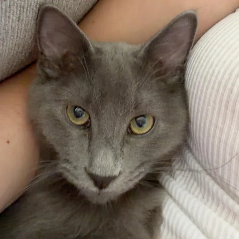A baby medium-sized male Domestic Medium Hair cat named Bonpan for adoption in Midvale, UT
